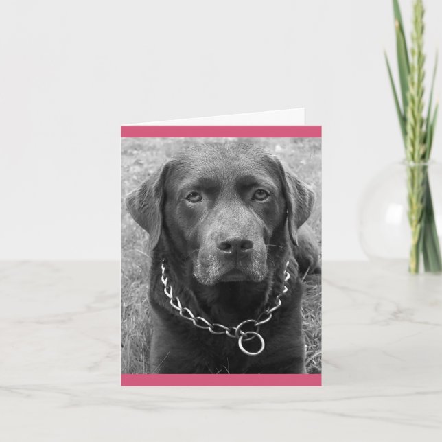 Cartão de Nota para Cão de Chocolate Labrador Retr (Frente)