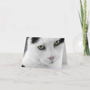 Cartão de Nota para Cat Branca