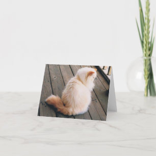 Cartão de Nota para Cat Persa