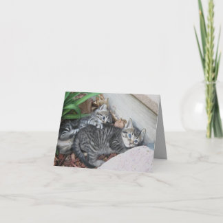 Cartão de Nota para Gatinhos