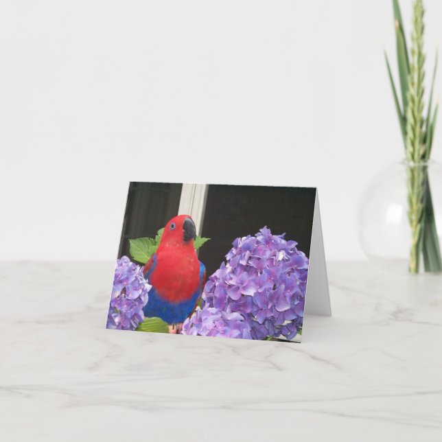 Cartão de nota pequeno de Eclectus (Frente)
