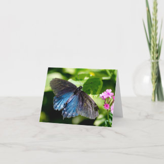 Cartão de nota preto e azul bonito da borboleta