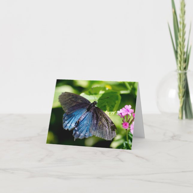 Cartão de nota preto e azul bonito da borboleta (Frente)