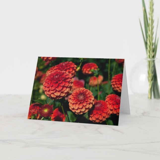 Cartão de Nota Red Dahlia (Frente)