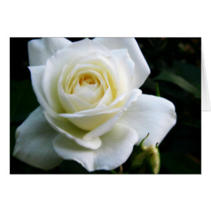 Cartão de Nota Rosa Branco