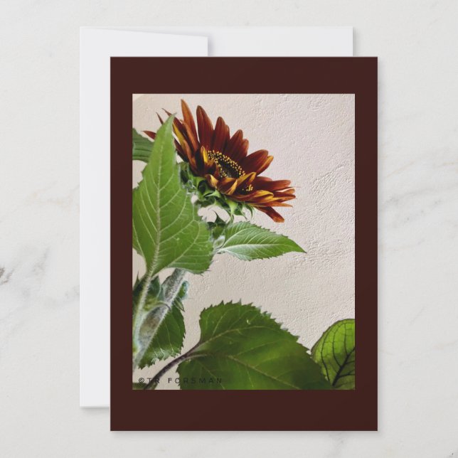 Cartão de nota simples Sunflower para manuscrito (Frente)