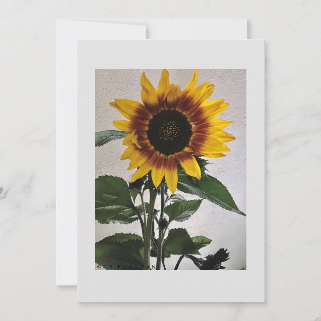 Cartão de nota simples Sunflower para manuscrito (Frente)