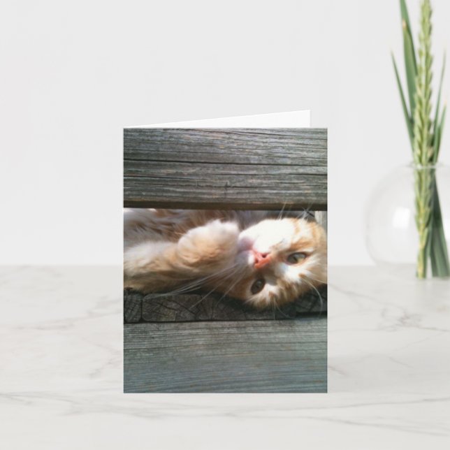 cartão de nota vazio do gato (Frente)