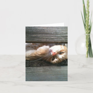 cartão de nota vazio do gato