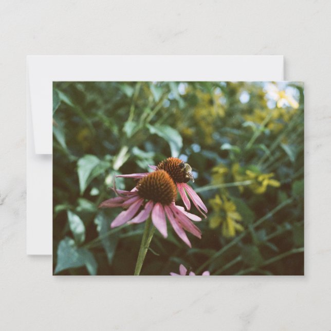 Cartão De Notas Abelha & Coneflower (Frente)