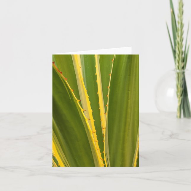 Cartão De Notas Abstrato de Agave Plant (Frente)