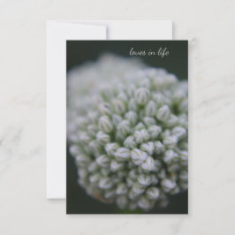 Cartão De Notas Allium branco