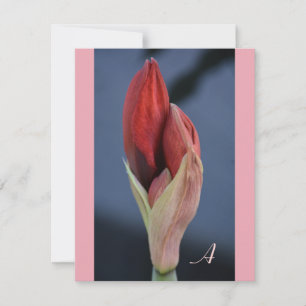 Cartão De Notas Amaryllis Broto Floral Elegante Azul Ardósia