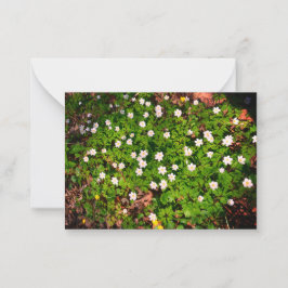 Cartão De Notas Anêmona-de-madeira, linda flor branca da primavera