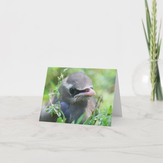 Cartão De Notas Baby Waxwing Bird Animal Photography  (Frente)