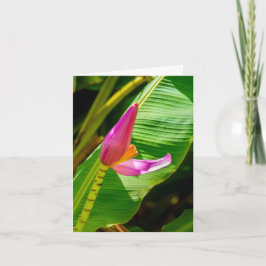 Cartão De Notas Banana Flower, Limahuli Gardens, Kauai