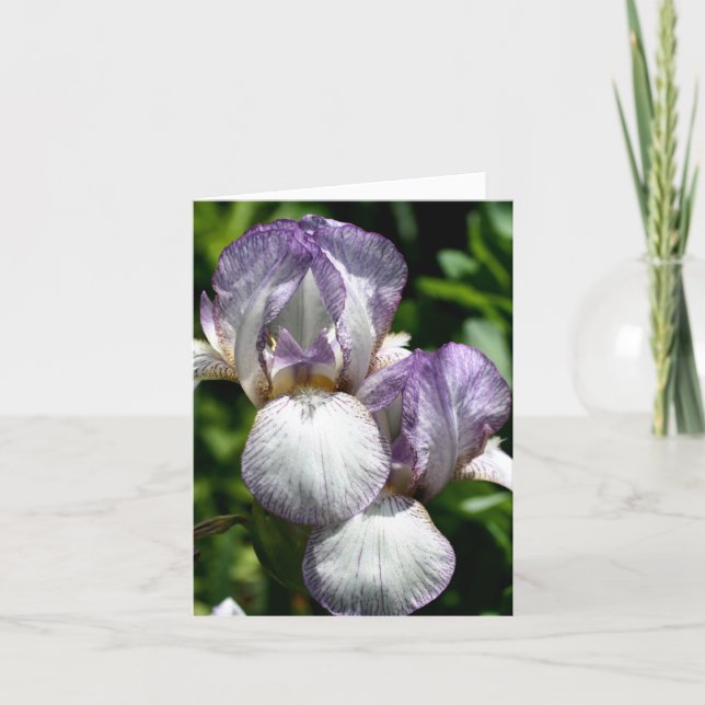Cartão De Notas Bearded Iris Pair Flower Photography  (Frente)