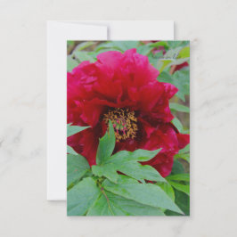 Cartão De Notas Big Bashful Burgundy