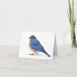 Cartão De Notas Bluebird