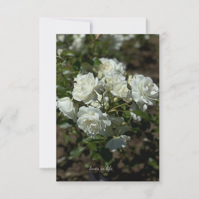 Cartão De Notas Bonito rosas brancas (Frente)