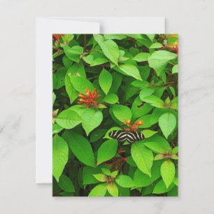 Cartão De Notas Borboleta Notecard