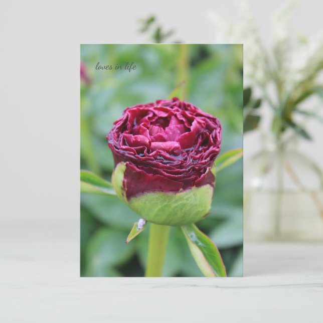 Cartão De Notas Burgundy Peony Bud (Em pé/Frente)