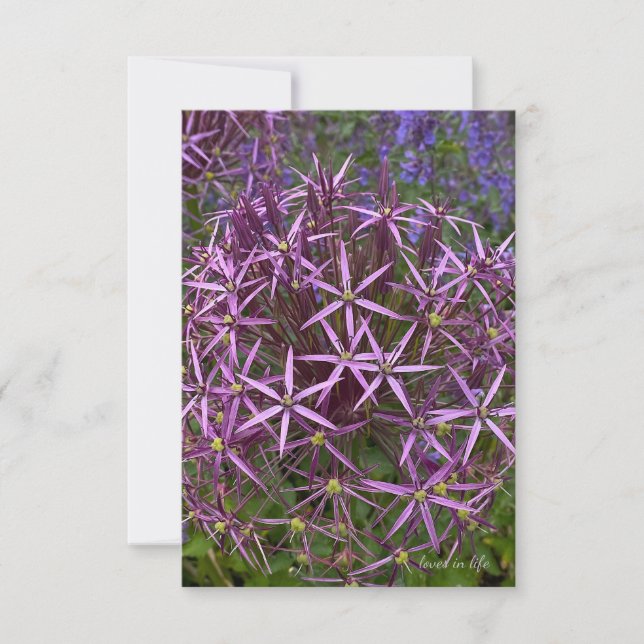 Cartão De Notas Cabeça Grande do Allium (Frente)