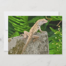 Cartão De Notas Camouflage Master