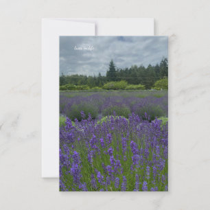 Cartão De Notas Campo de Lavanda, Dia Nublado