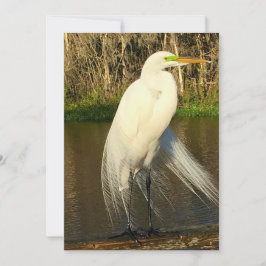 Cartão De Notas Charlie The Great Egret