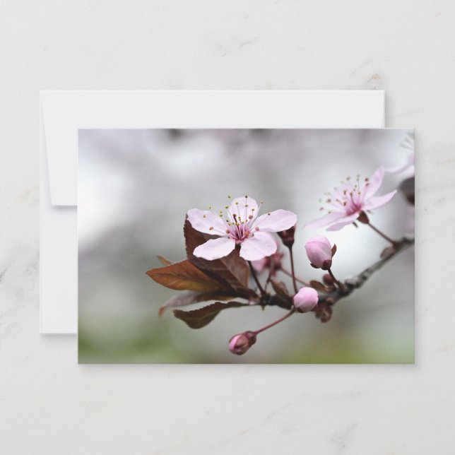 Cartão De Notas Cherry Blossom Notecard (Frente)
