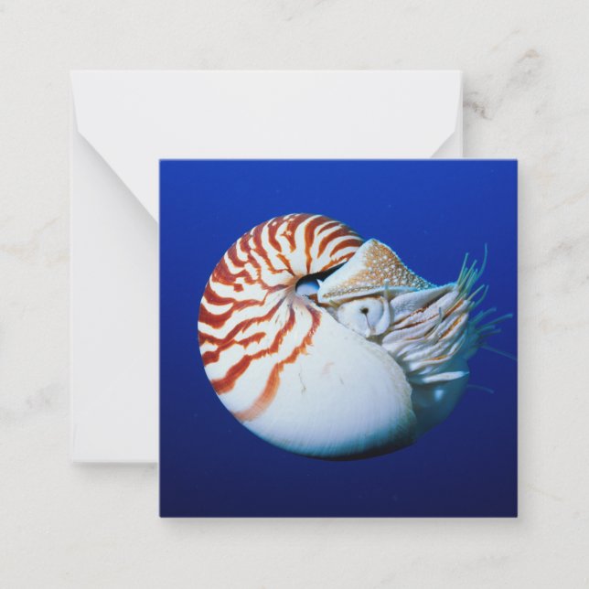Cartão De Notas Close-Up De Nautilus-Camarado (Frente)
