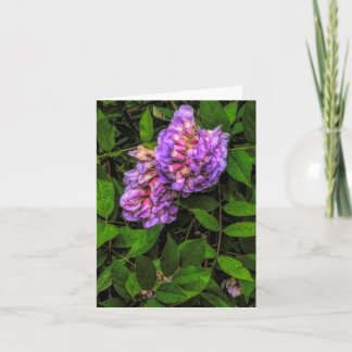 Cartão de Notas da Wisteria no Stenton House Museu