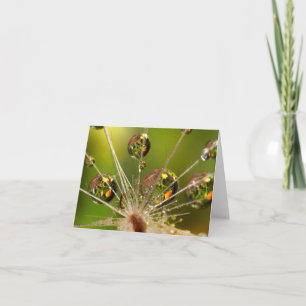 Cartão De Notas Dandelion And Water Droplets
