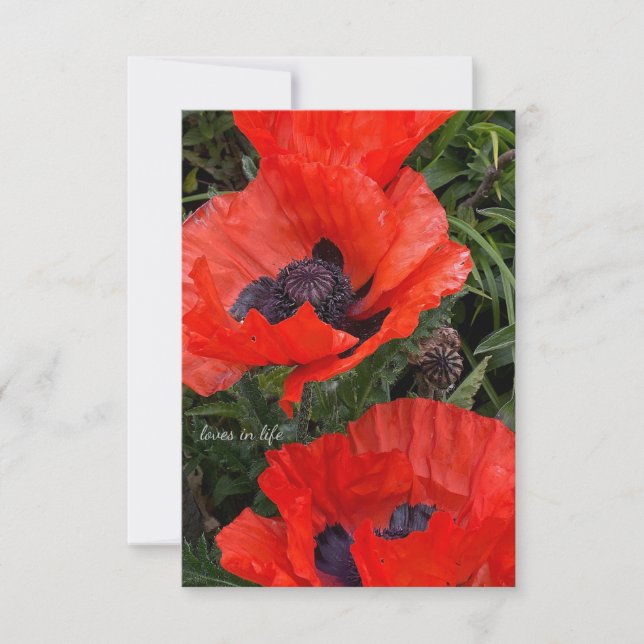 Cartão De Notas Duas Poppies Orientais Laranja (Frente)