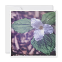 Estilo Sprint Trillium Autochrome
