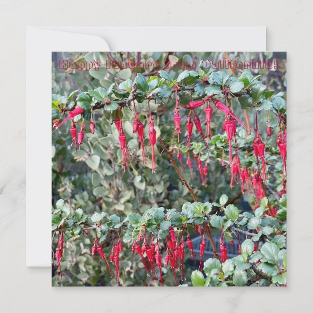 Cartão De Notas Feliz Janeiro da Califórnia! (Frente)