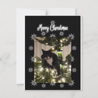 Cartão De Notas Feliz Natal. Um gato de tuxie na árvore de Natal.