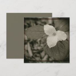Cartão De Notas Filtro de Colódio Spring Trillium