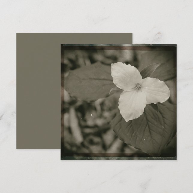 Cartão De Notas Filtro de Colódio Spring Trillium (Frente/Verso)