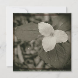Cartão De Notas Filtro de Colódio Spring Trillium