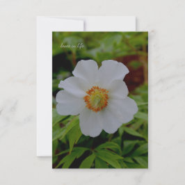 Cartão De Notas Flor Branca Simples