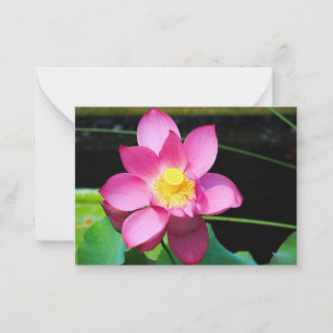 Cartão De Notas Flor de Lotus Rosa Quente