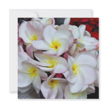 Flores de Plumeria de Bordas Rosadas – Nota Tropic
