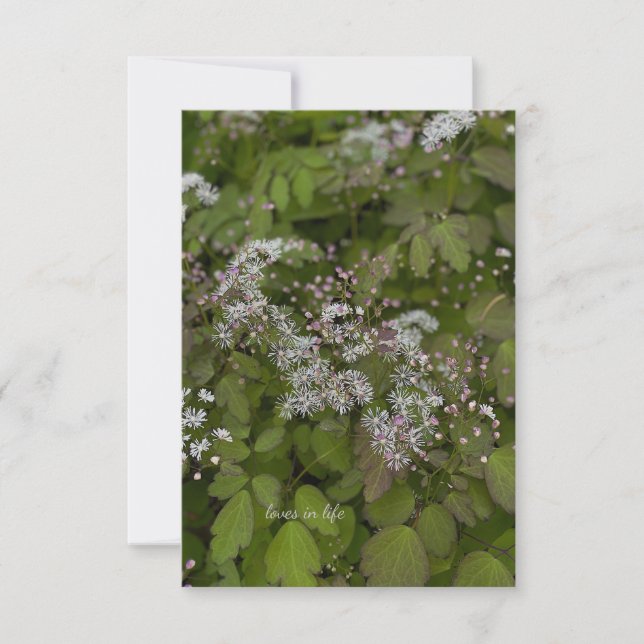 Cartão De Notas Flores de Verão Brancas Delicadas (Frente)