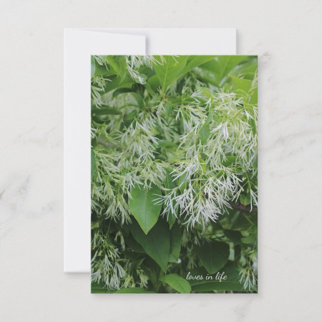 Cartão De Notas Flores do Jardim Branco (Frente)