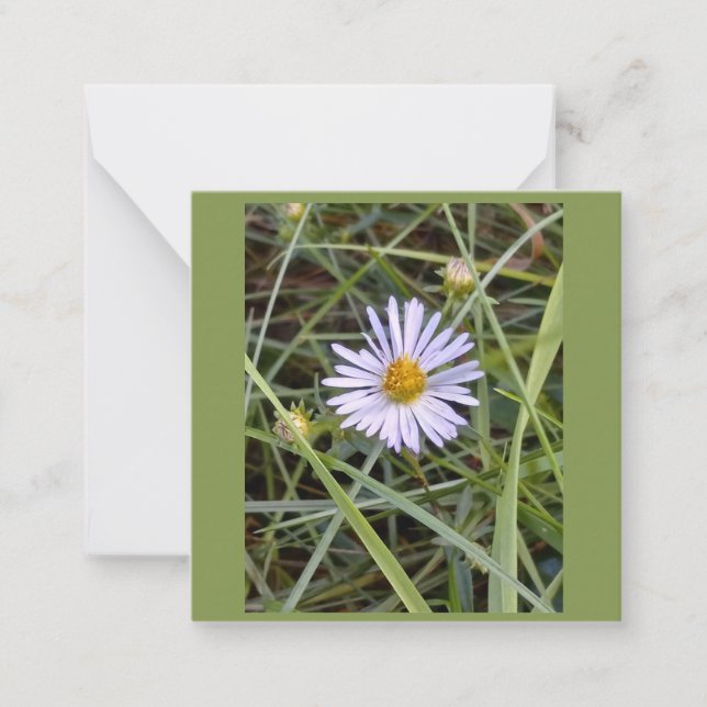 Cartão De Notas Foto da margarida humilde (Frente)