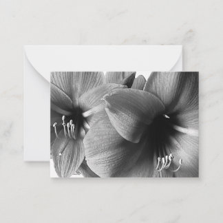 Cartão De Notas Foto de Duas Flores Amaryllis