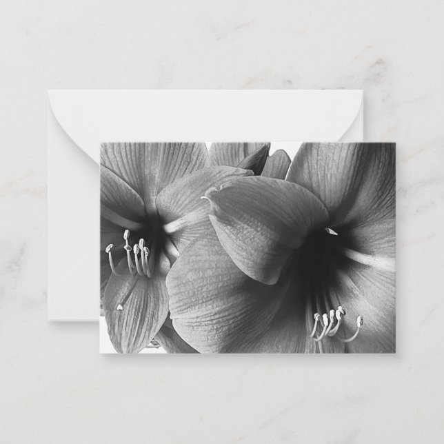 Cartão De Notas Foto de Duas Flores Amaryllis (Frente)