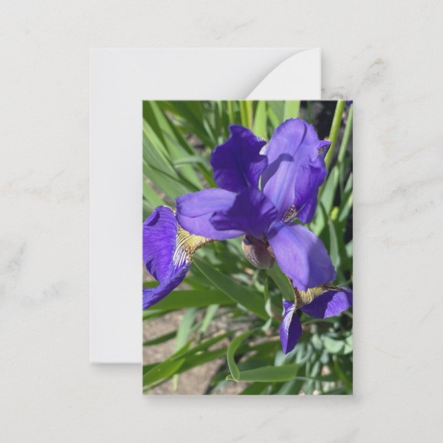 Cartão De Notas Fotografia da Flor de Íris Roxa (Frente)
